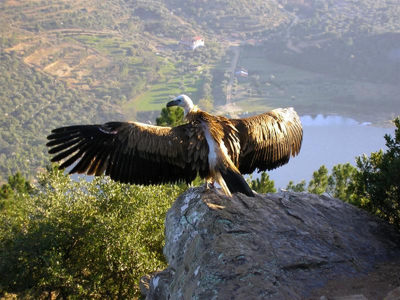 Quinta Das Arribas Affittacamere Abrantes Esterno foto